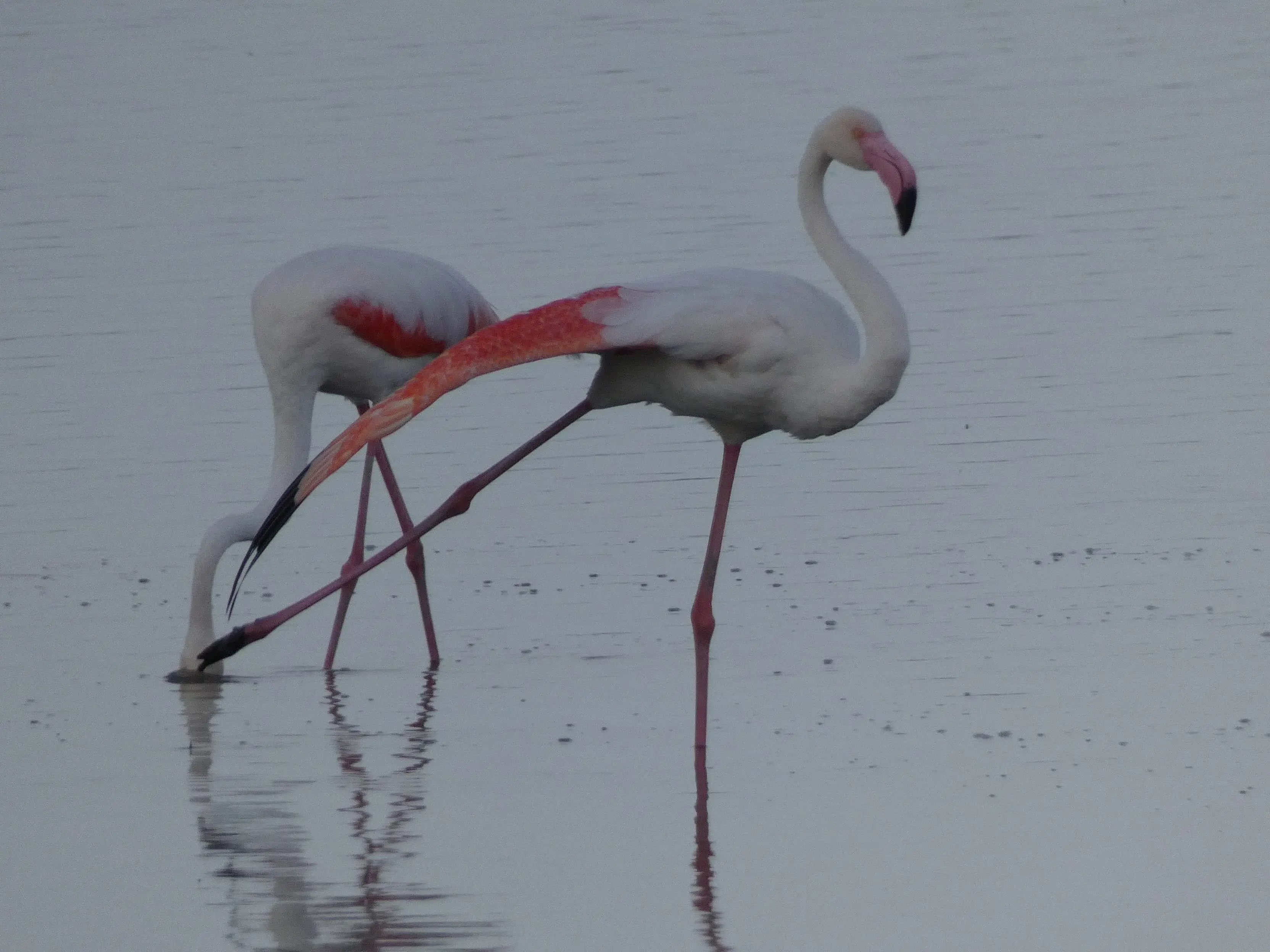 Fenicotteri rosa