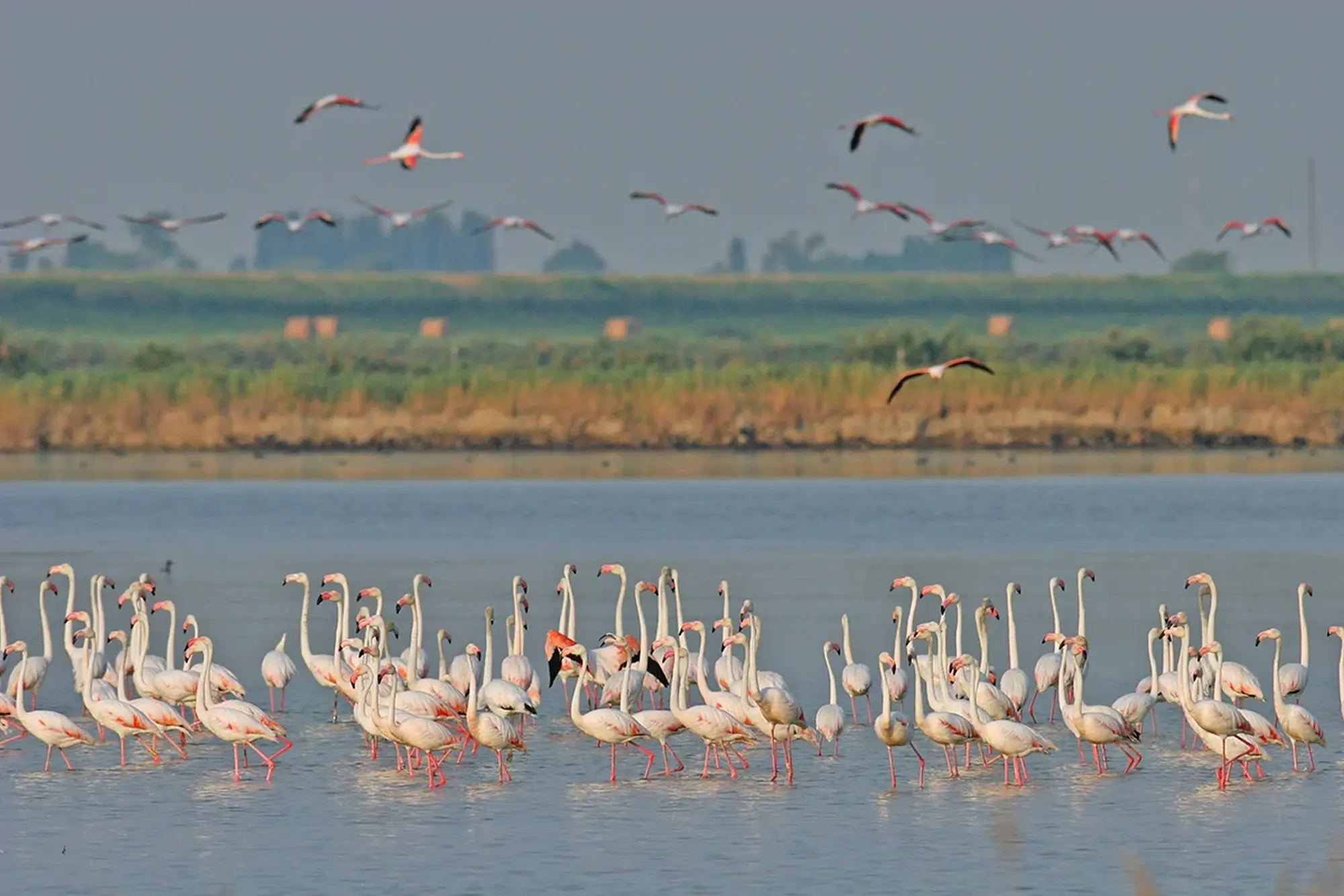 Camminata rosa
