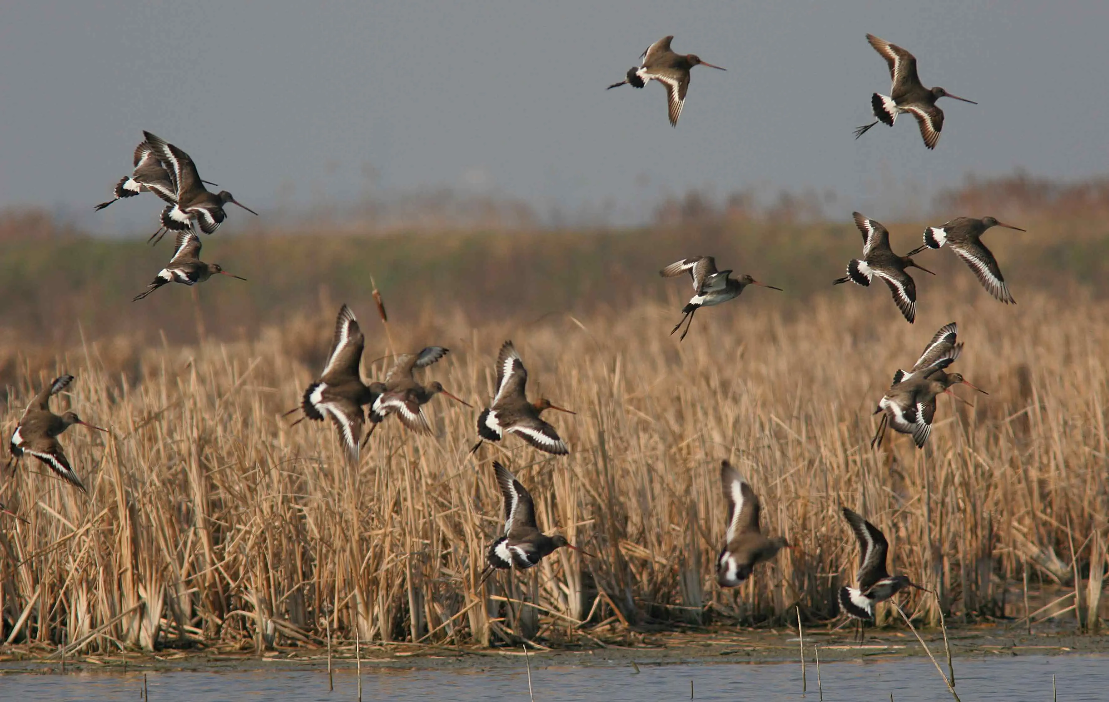 Occhi al cielo: gli uccelli migratori 