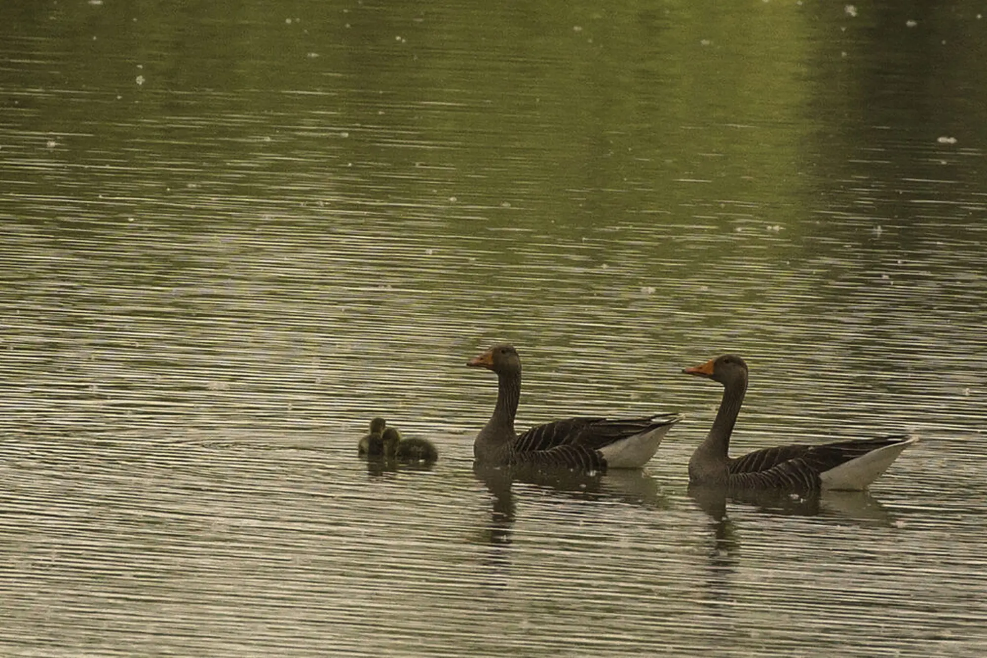 Trekking notturno in Vallesanta: natura e gusto!