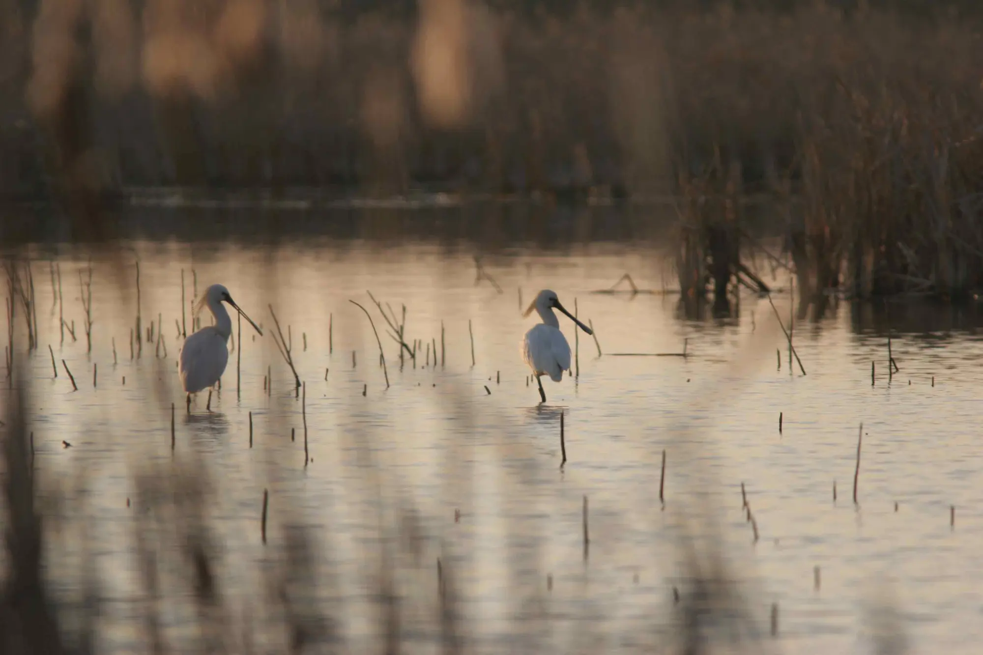 Le zone umide, bellezza ed importanza