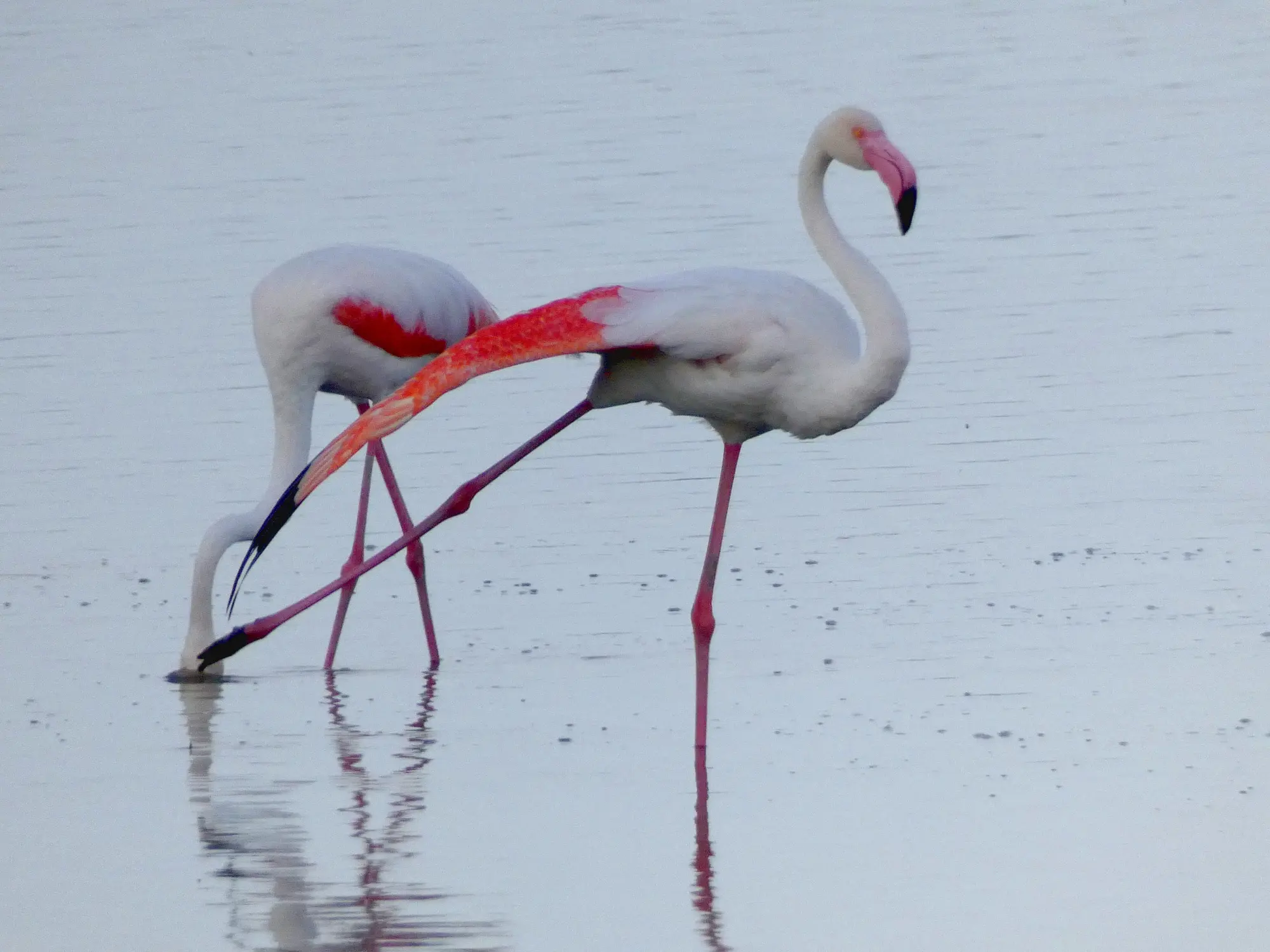 Apericena al tramonto tra i fenicotteri rosa