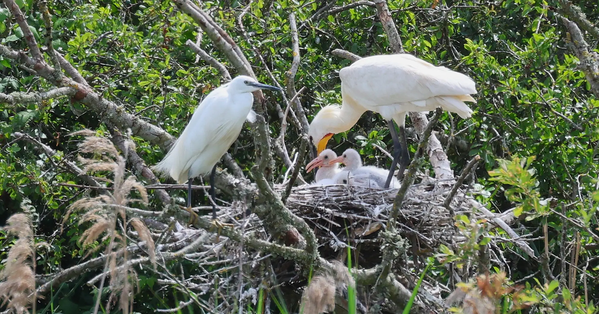  Là dove nidificano le spatole
