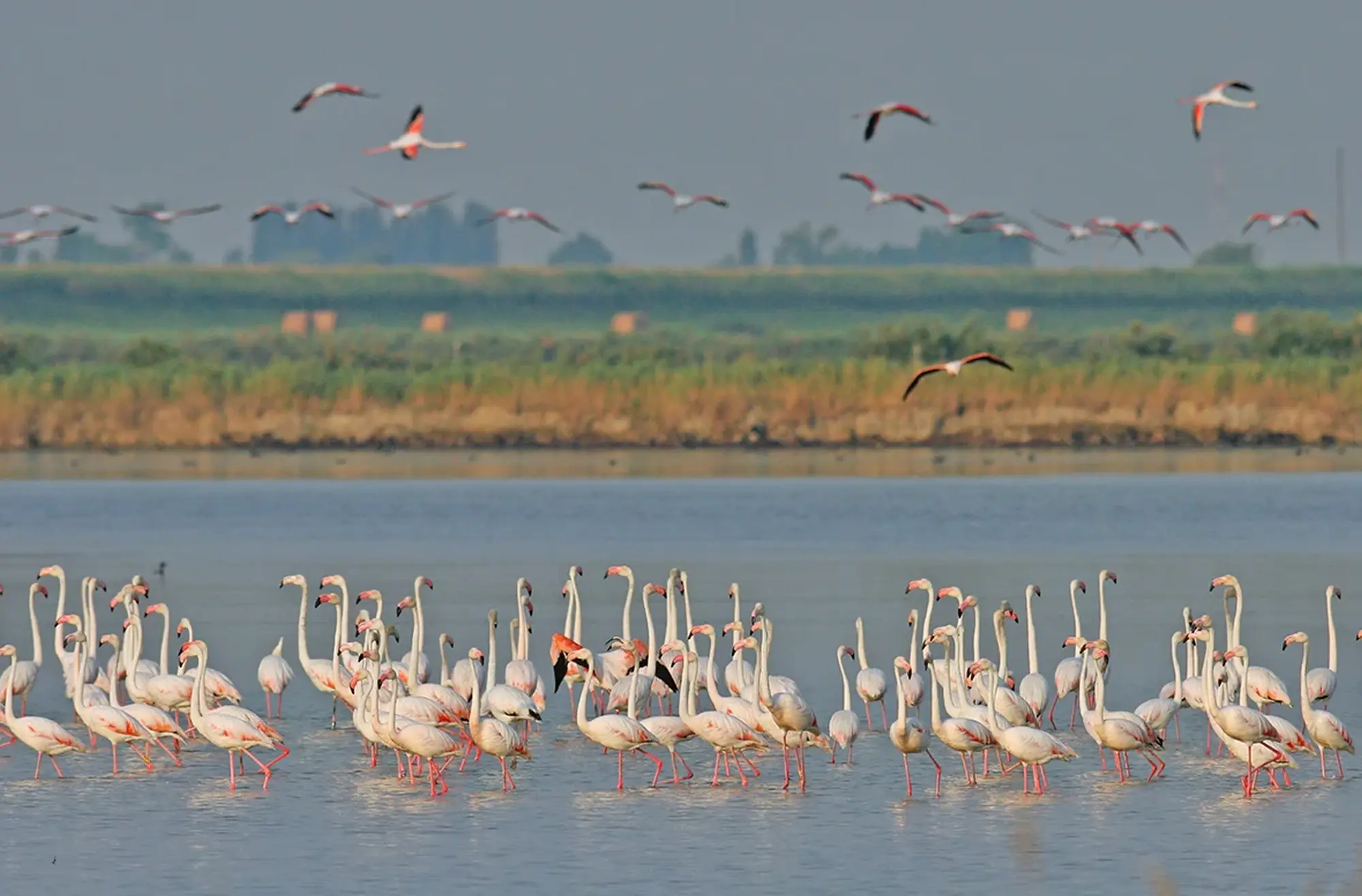 Tra canneti e fenicotteri 