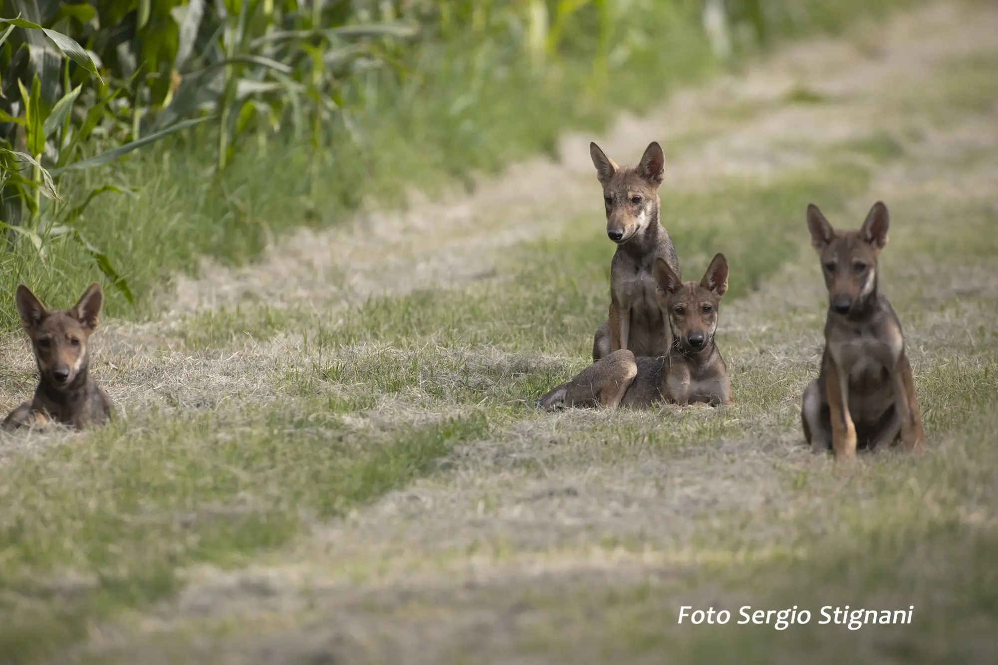  Sulle tracce del lupo e degli altri animali del Parco