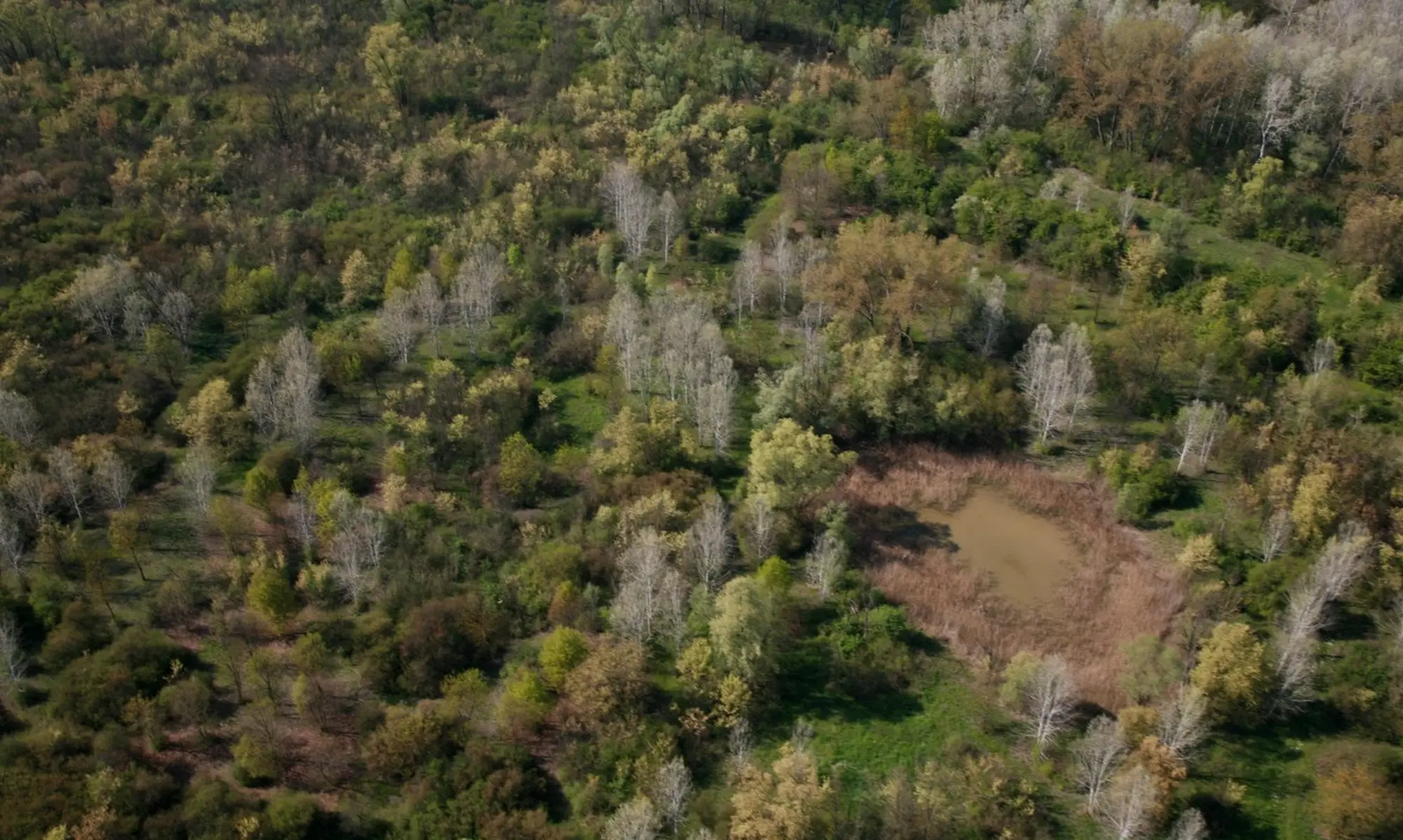 Alla scoperta del Bosco igrofilo del Traversante