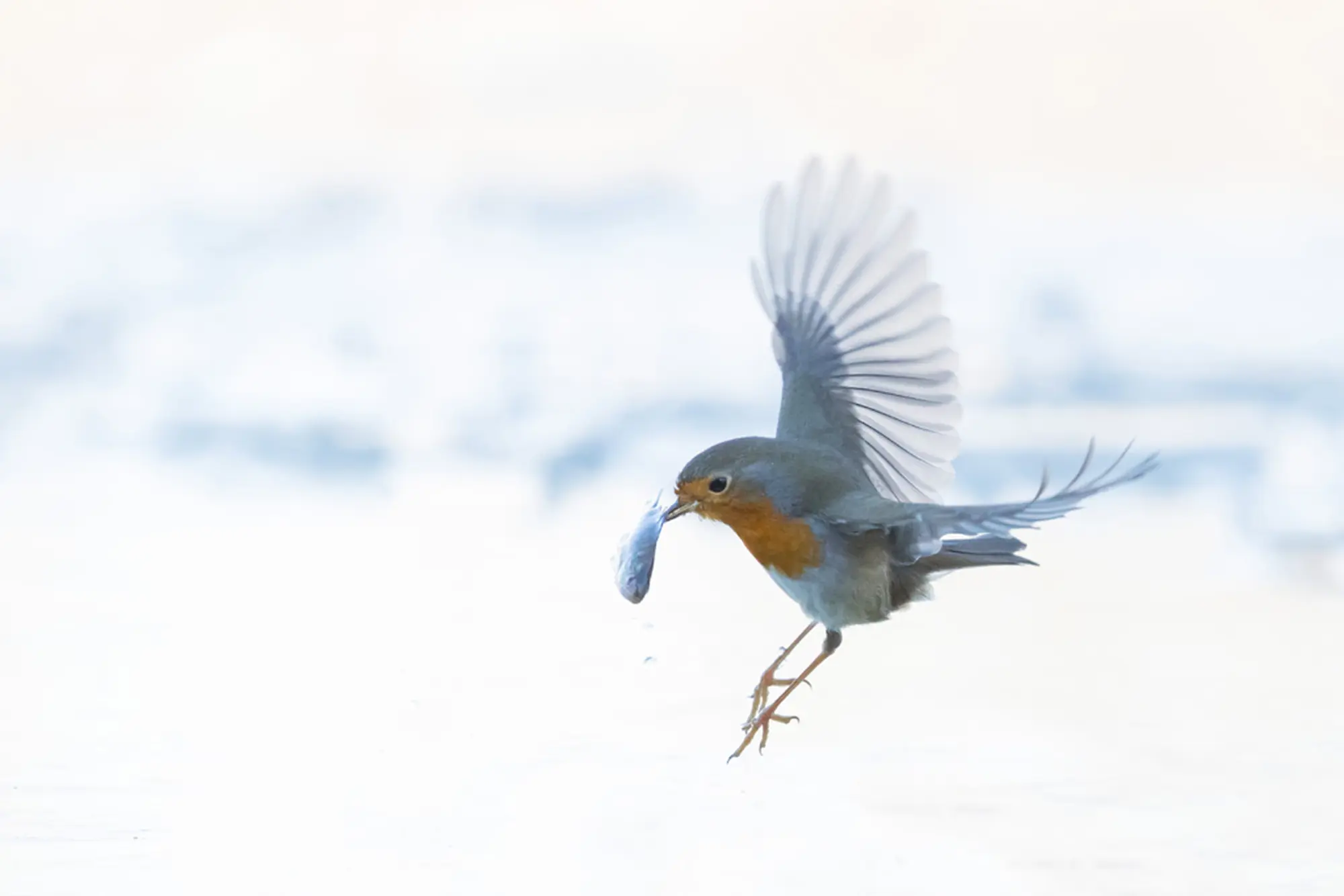 Escursione di birdwatching alla scoperta dell’avifauna