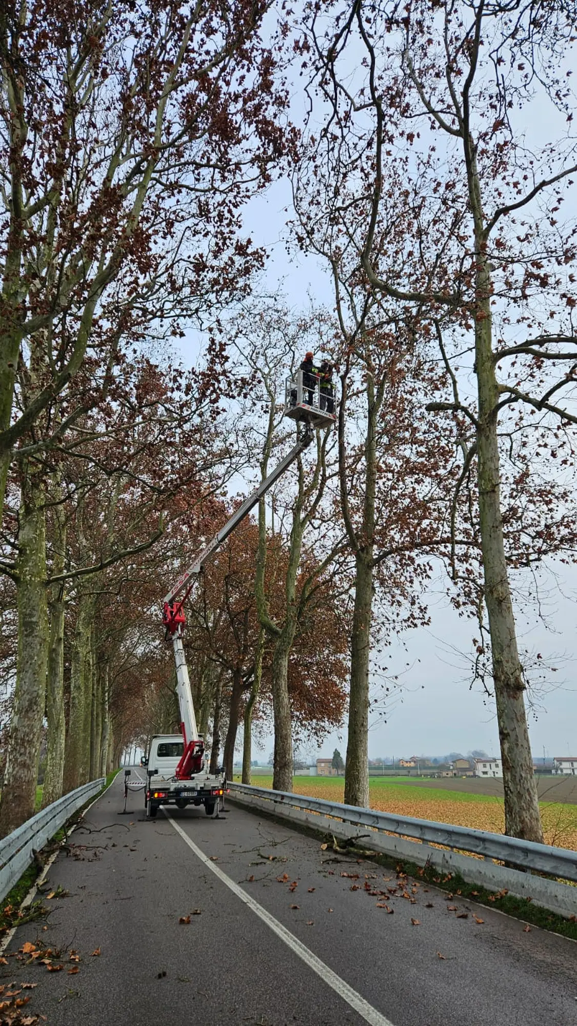 Modifica viabilità via Matteotti per potatura degli alberi