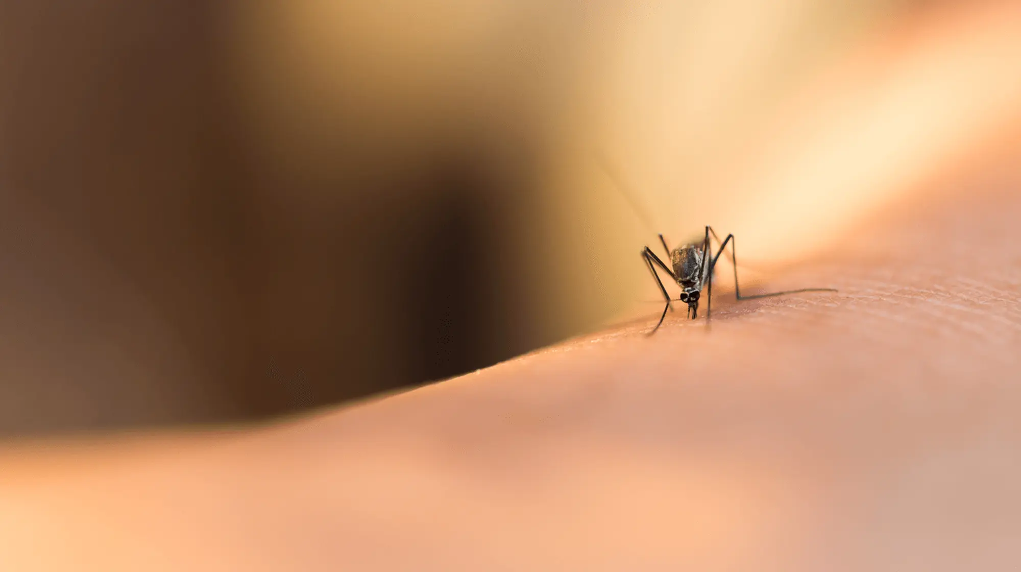 Al via la campagna di distribuzione gratuita del larvicida 