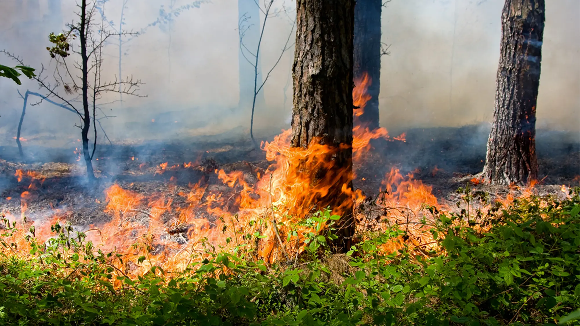Rischio incendi: fase di attenzione dal 22 giugno