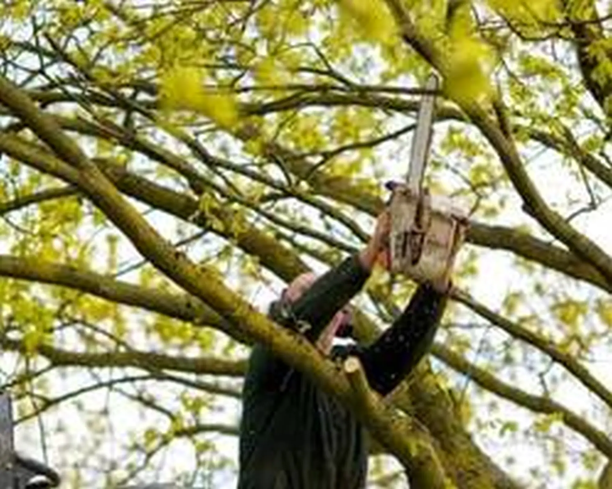 Messa in sicurezza di alberi pericolanti sul territorio comunale da parte dei cittadini