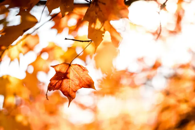 Autunno ad Argenta tra natura e cultura