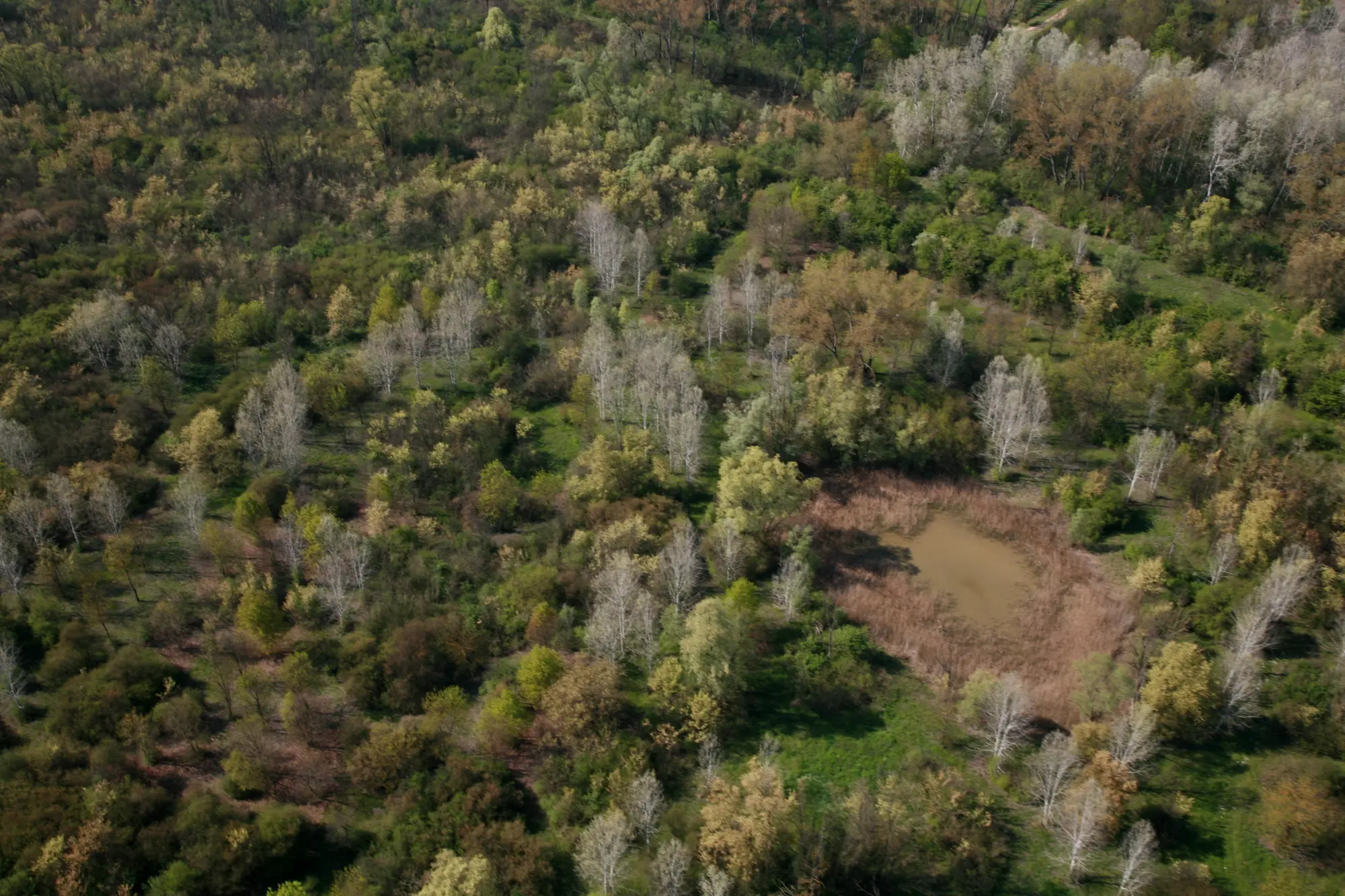 Alla scoperta del bosco igrofilo del Traversante