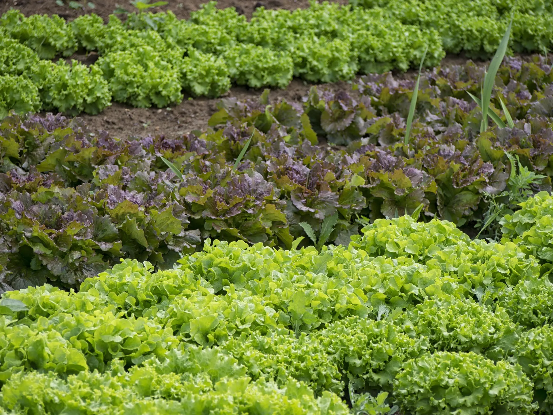 Assegnazione orti anziani